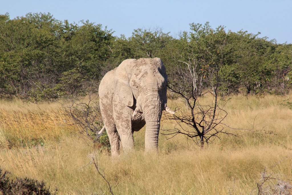 03-At the Okaukuejo waterhole.jpg - At the Okaukuejo waterhole